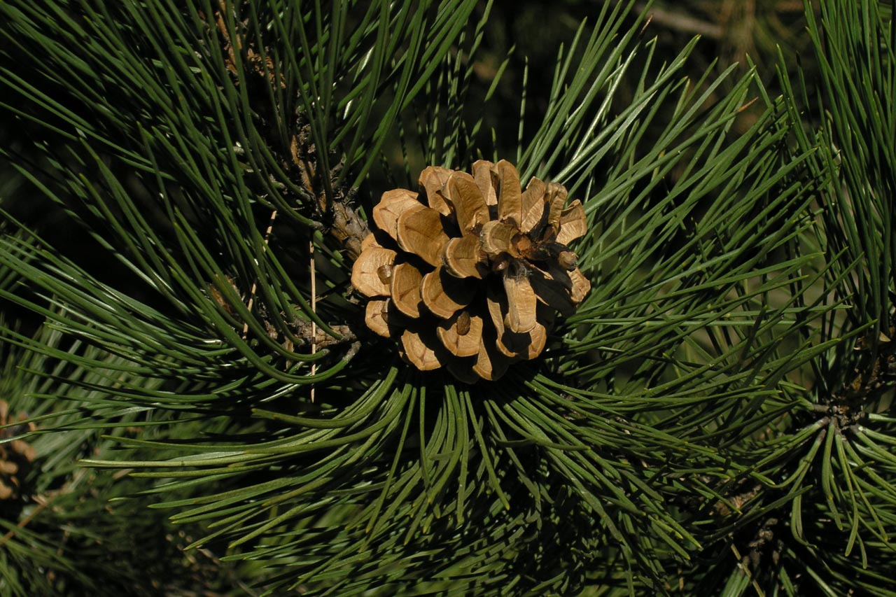Pin d'Autriche