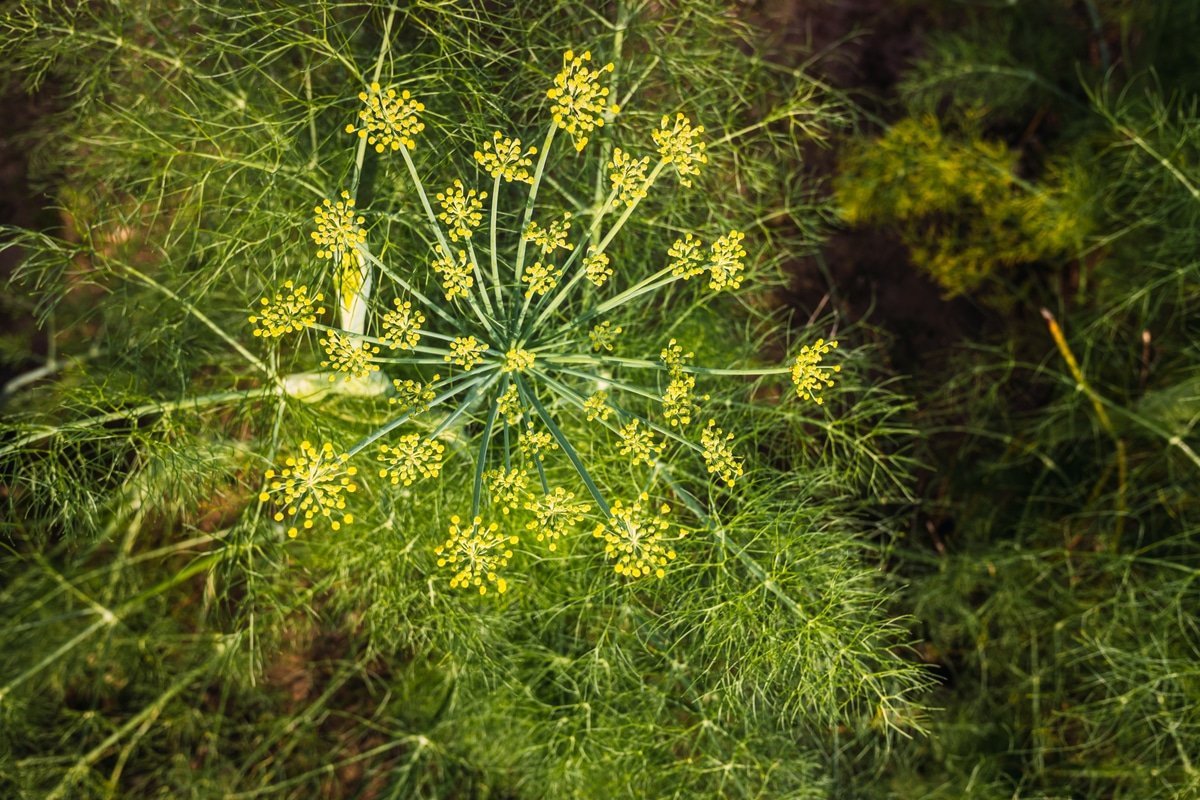 What are the benefits of fennel?