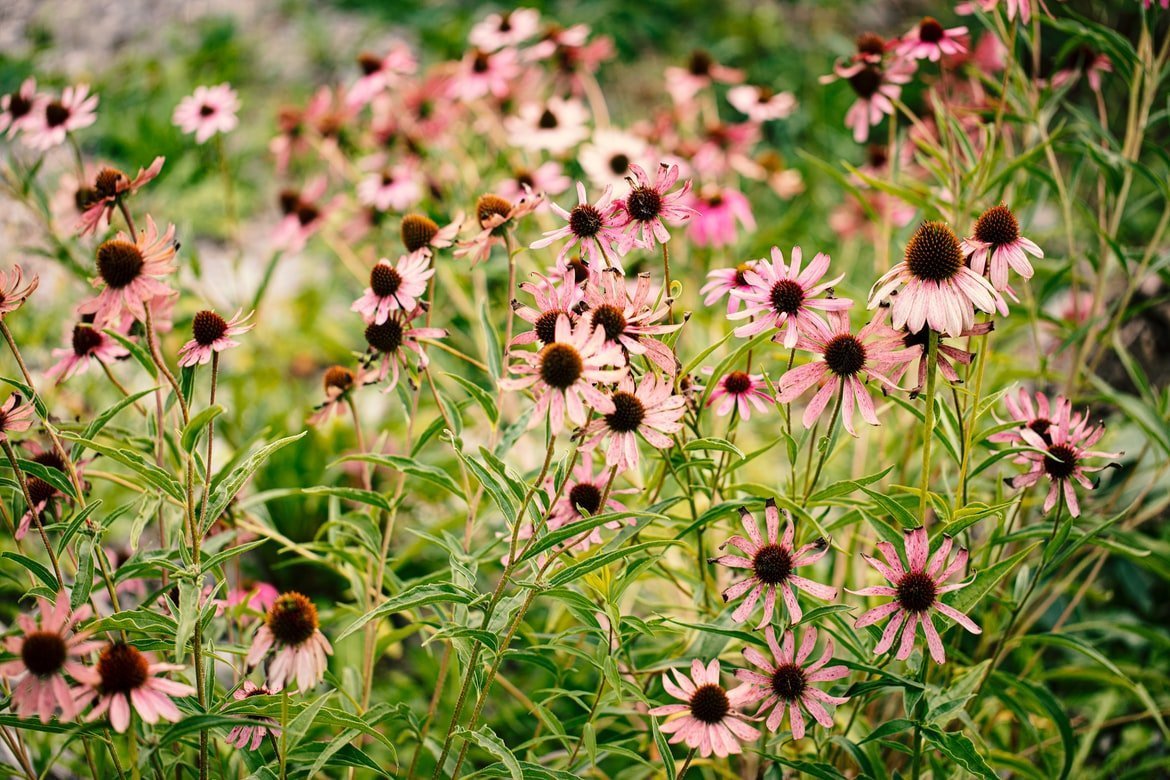 Echinacea, a valuable aid for the immune system Echinacea, a valuable aid for the immune system
