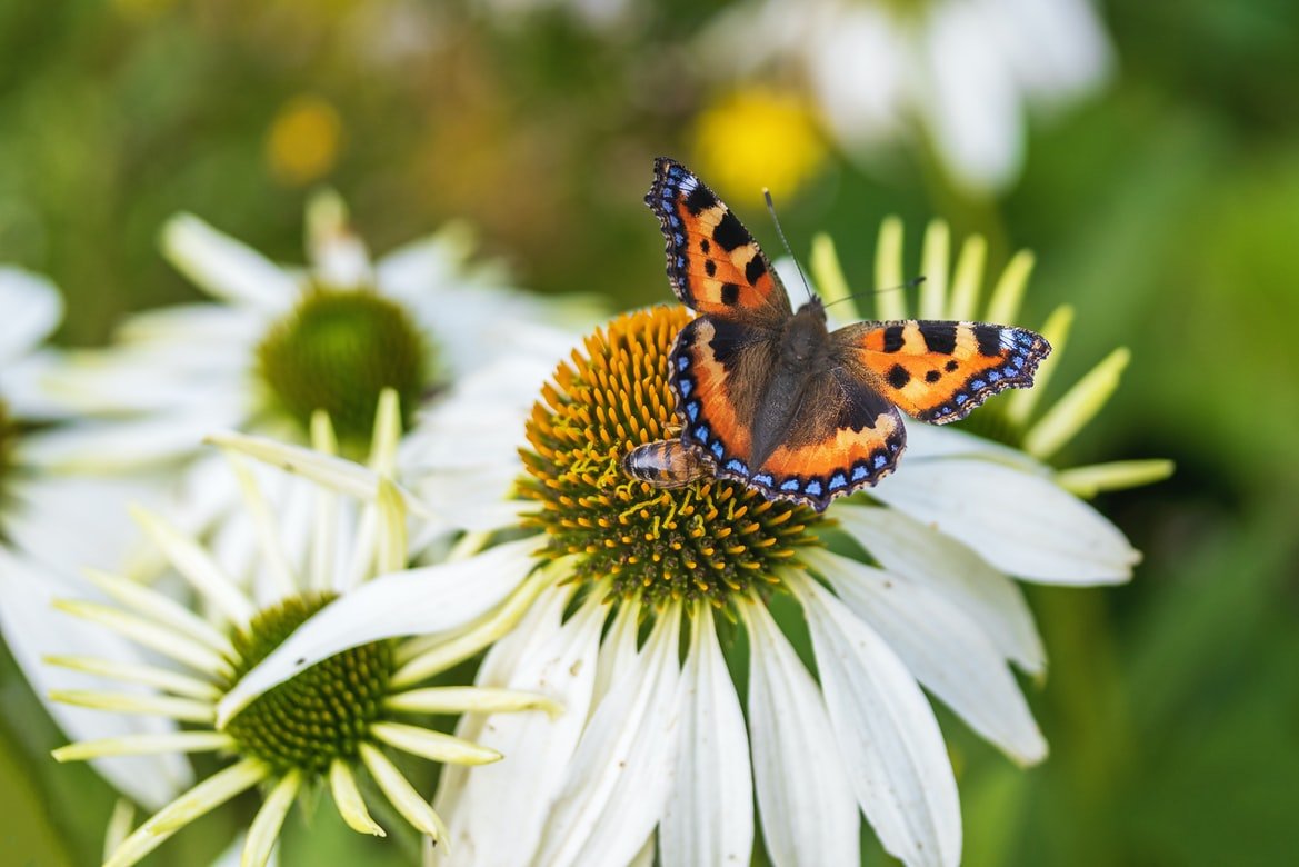 Echinacea, a valuable aid for the immune system Echinacea, a valuable aid for the immune system