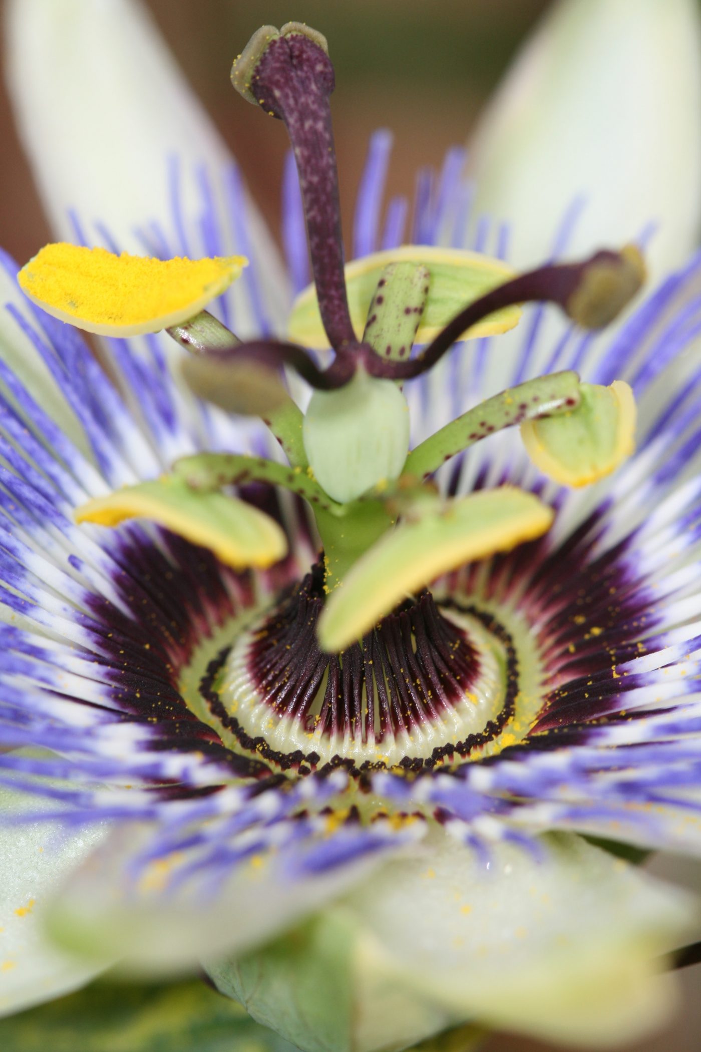 Tutto sulla passiflora, il fiore malinconico per il tuo relax