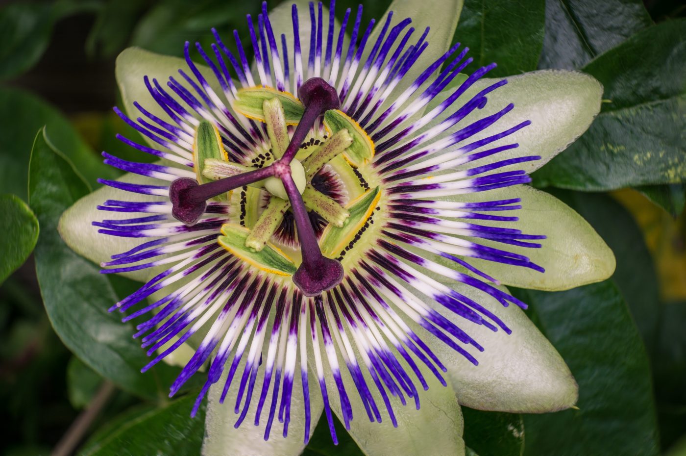 Tutto sulla passiflora, il fiore malinconico per il tuo relax