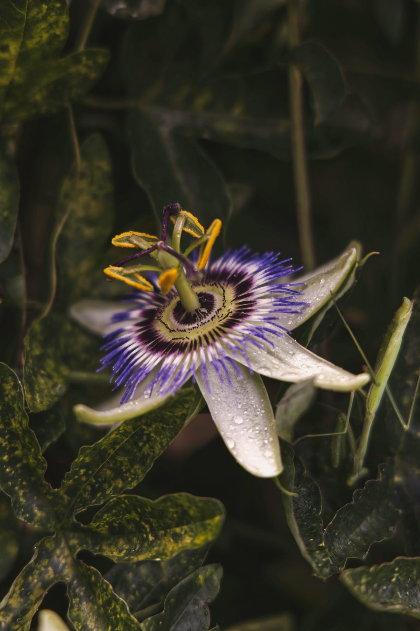 Tutto sulla passiflora, il fiore malinconico per il tuo relax