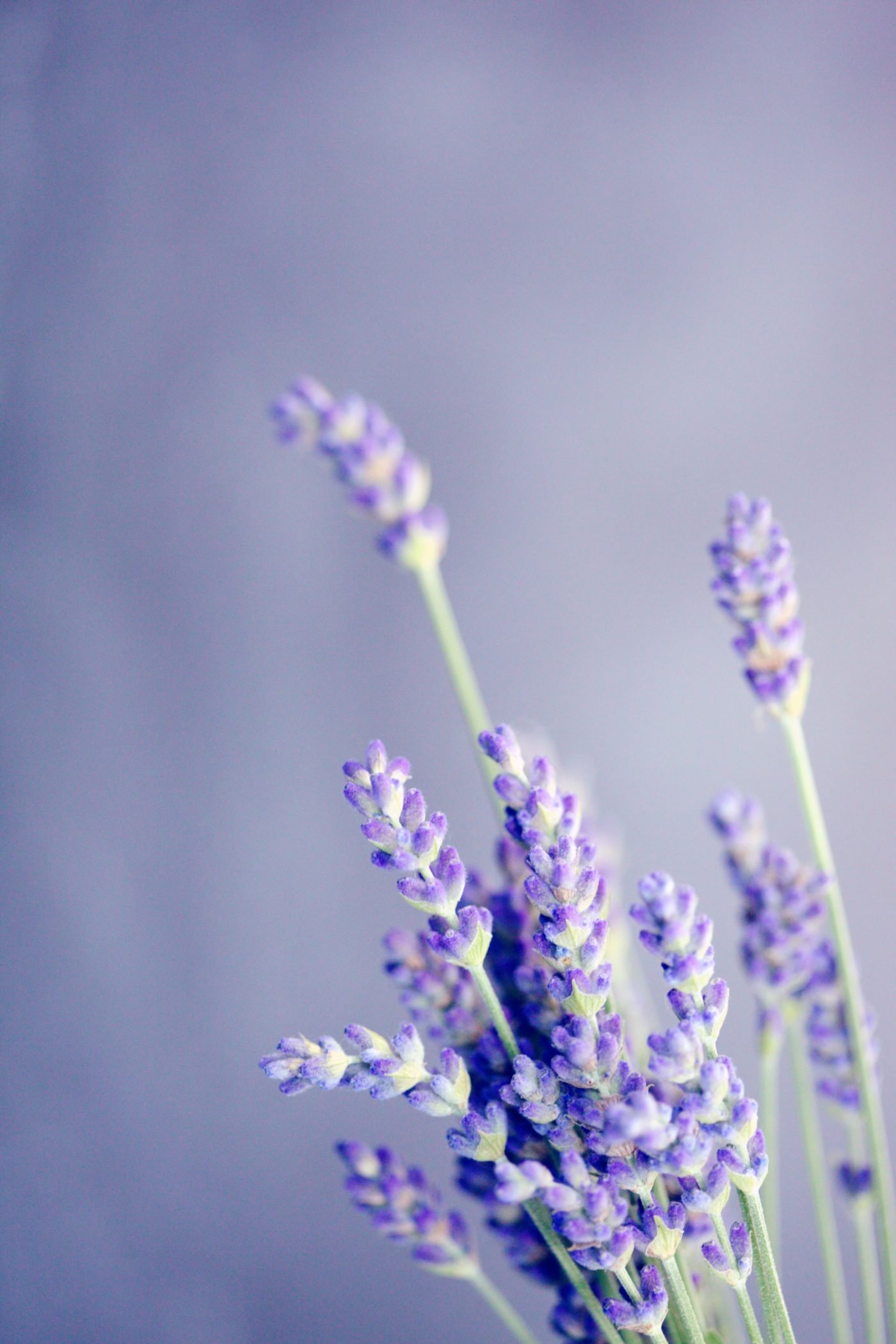 Lavanda, la ola violeta balsámica y fragante