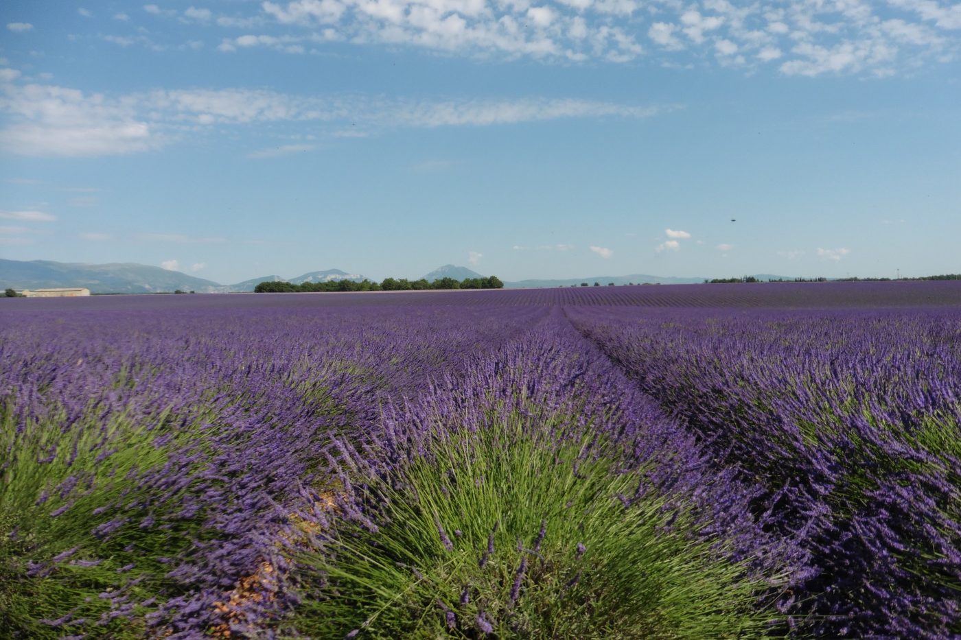 Lavanda, la ola violeta balsámica y fragante Lavanda, la ola violeta balsámica y fragante